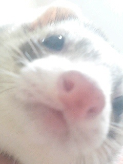 idxx's profile picture. omnivore-ish engineer 😆