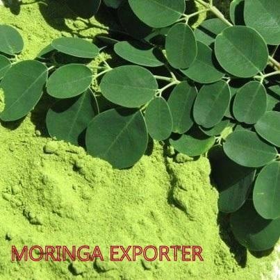 Exporter of Moringa products