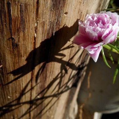 me encanta tomar fotografías desde ya hace tiempo es mi pasatiempo preferido, otra cosa que me encanta es la tecnologia.