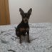 chino (@carlosjcgr84) Twitter profile photo