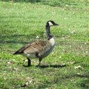 Sharon Wren - @wren_sharon - Twitter