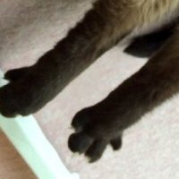 ぴろっこ (@pirokko1) 's Twitter Profile