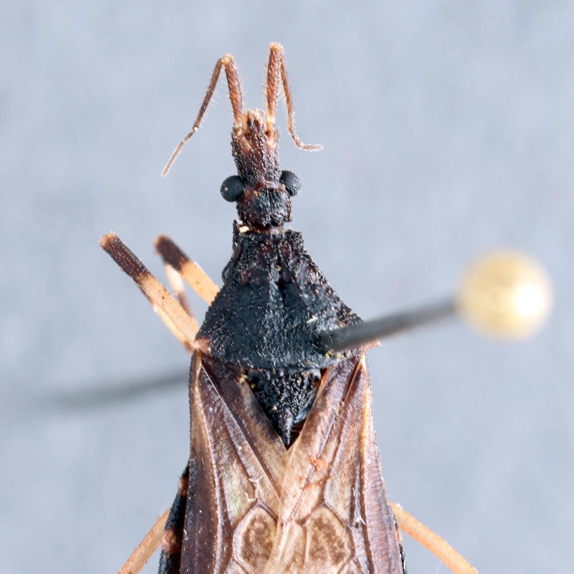 North Carolina State University Insect Collection