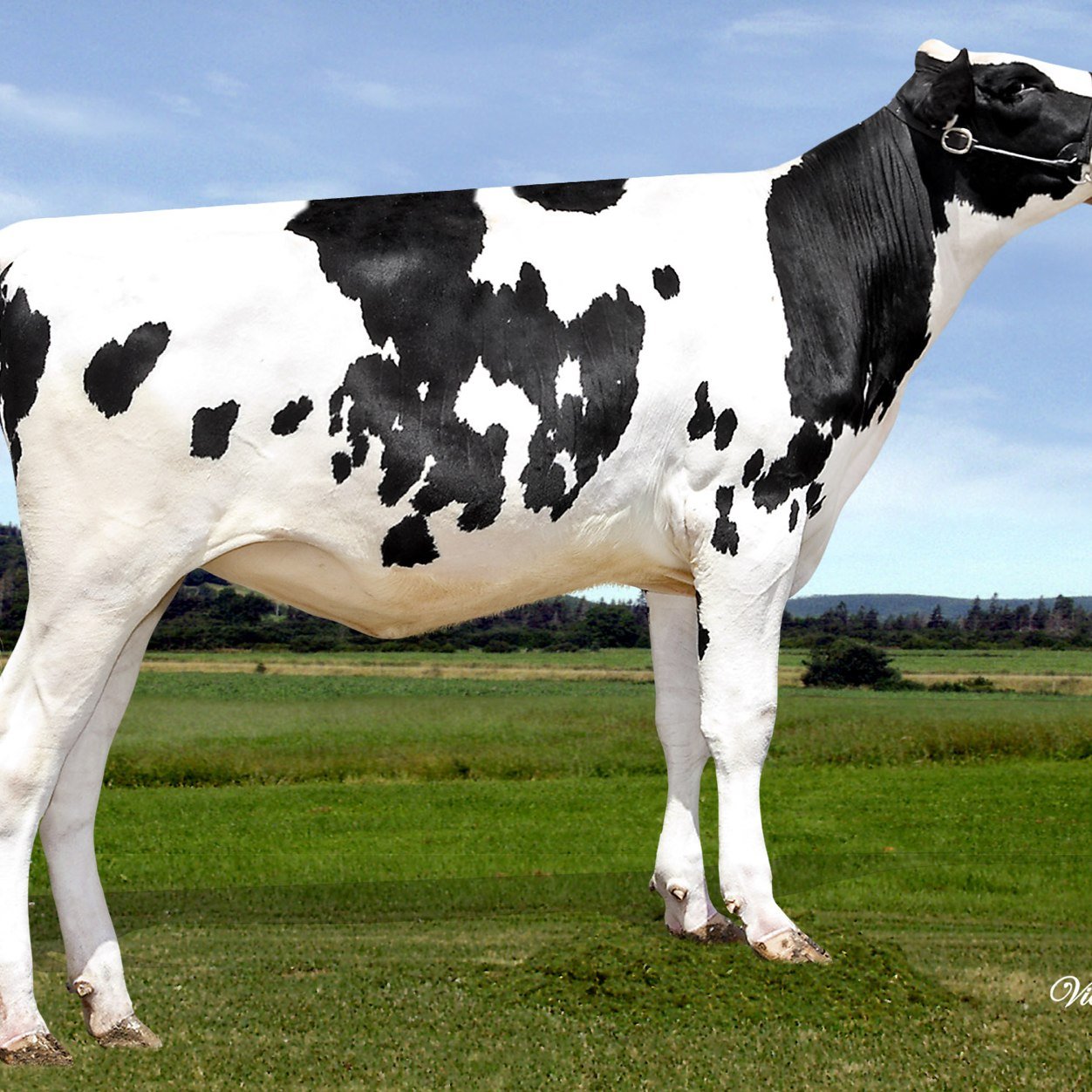 fermedexpro's profile picture. Éleveur Holstein breeder 
Passionner de la haute génomique surtout dans le rouge et acère.   
Hi-genomic red and withe and polled is my passion. Dexpro/can-gene