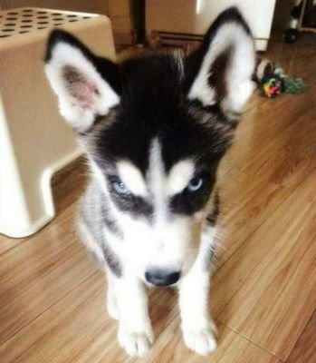 lijixc's profile picture. 