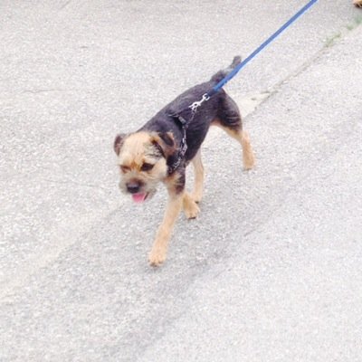 iz Monty and iz an 18 month old Border Terrier! iz also just a newbie here. IG: @justaterrierthing. I plot to eat all the toilet paper in the world! muahahaha!
