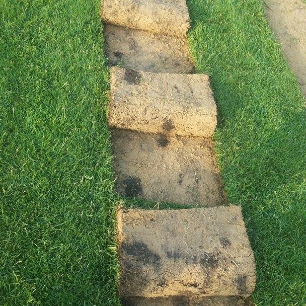 minafarmbadr's profile picture. 