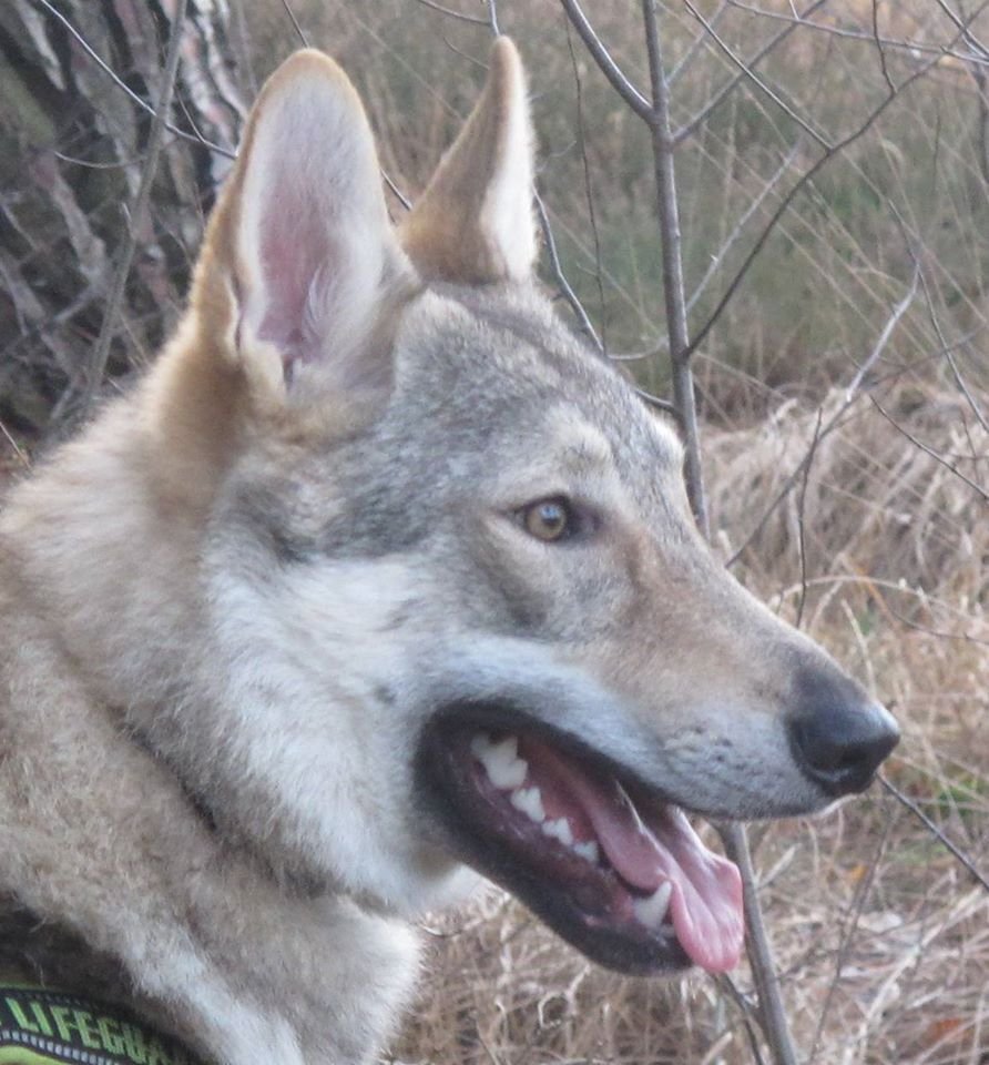 Een website over dieren, informatie en wetgeving.
Webshop:
* Cani Sport
* Cetyl M
* Kivo Petfood