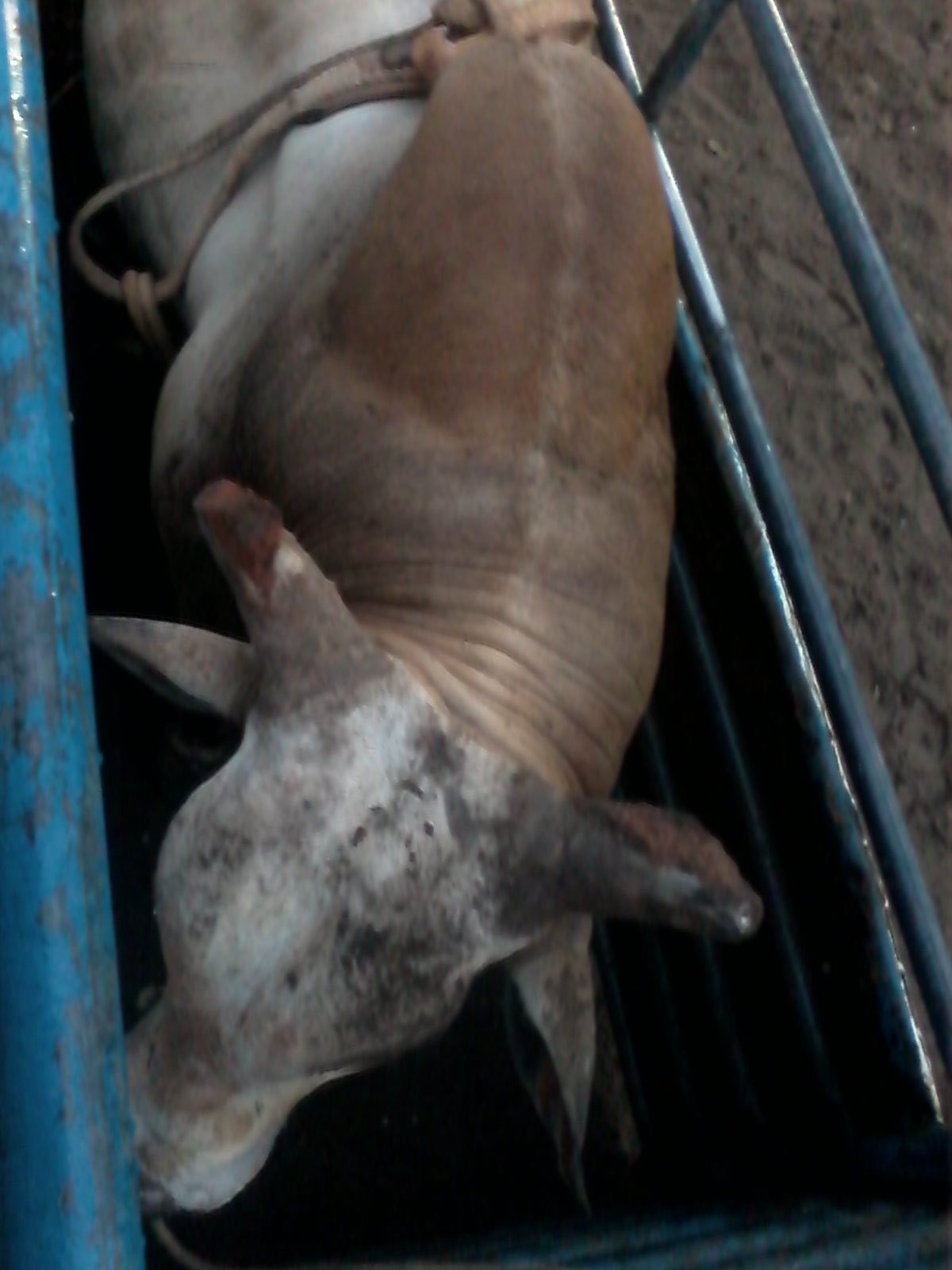 viver no extremo