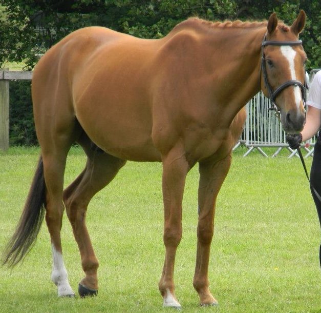 Retired racehorse (Stadium Arcadium), now adored by my family