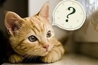 Não tenho culpa se você sente inveja de mim.Segue ai.
Whats:092-992274094