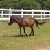 Pam Mahony (@mahonymustangs) Twitter profile photo