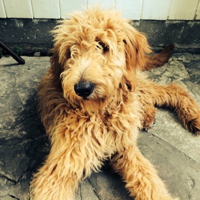 LouieDoodle's profile picture. Fun Loving,crazy goldendoodle