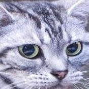 alakosox1986 Profile Picture