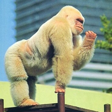 USUIRie's profile picture. 衣裳デザイン製作 パフォーマンス モモンガ・コンプレックス など ゴリラが好き 臼井梨鬼は紙カンパニーprojectメンバーhttps://t.co/LmyhJvfWE9