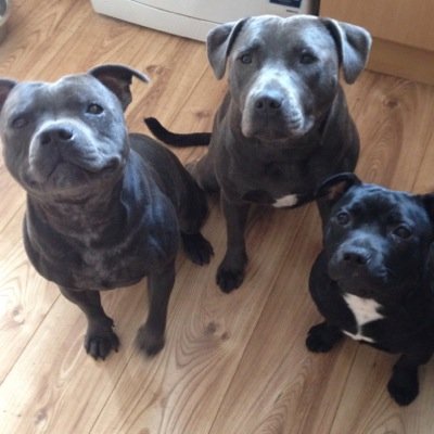 Staffordshire Bull Terrier lover! Sharing pictures of my 3 cuties! :-) i #followback #staffy #staffordshirebullterrier #staffies #puppies