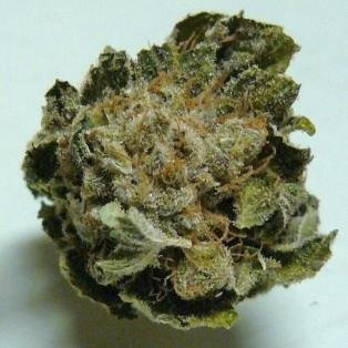 nworganic's profile picture. NW Organic Nursery is a state licensed recreational marijuana producer and processor.