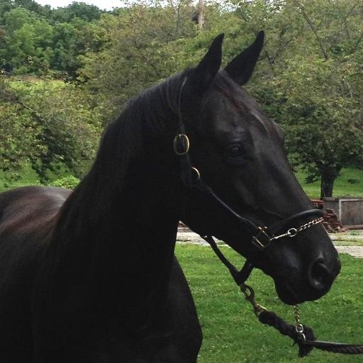 Hanoverian Warmblood breeding, training, and sales farm