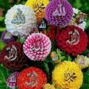 cinta_iin (@0253bd1e5ee947e) Twitter