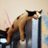 amyjane72's profile image