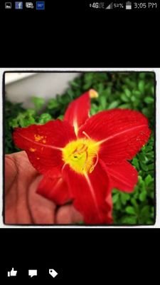 vibrance_juan's profile picture. Offering beautiful affordable landscaping and lawn services in the Austin area.