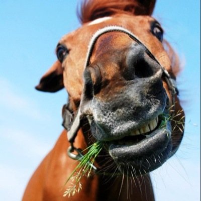 everyday horse issues