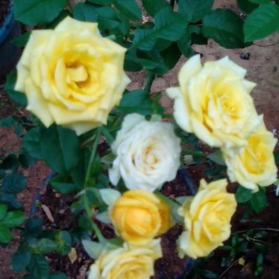 wellawatta's profile picture. 