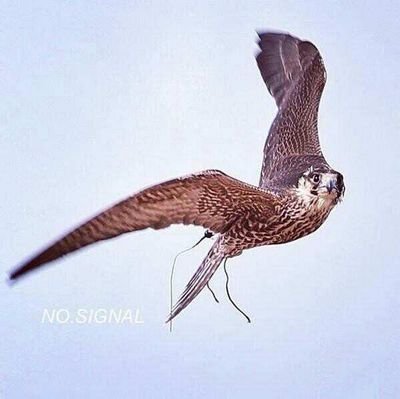 سبحان الله وبحمده..سبحان الله العظيم
