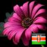 Joan M Kamau (@noniey) 's Twitter Profile