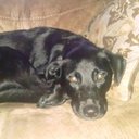 Joni Engel Riley - @westlake_joni - Twitter