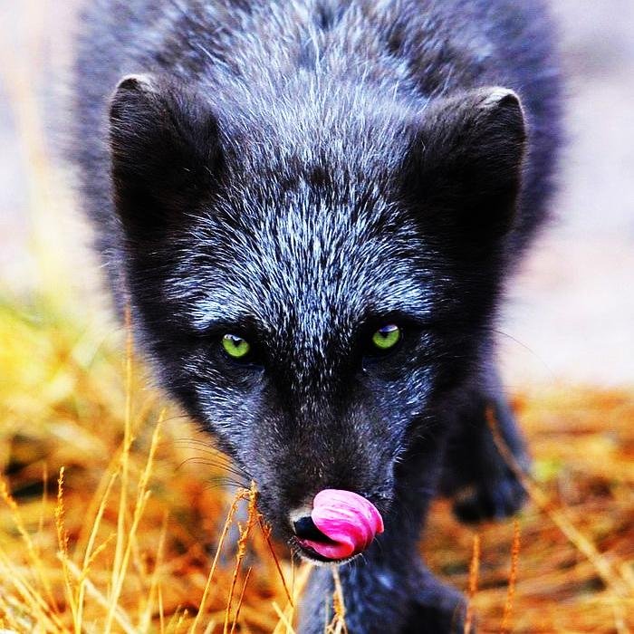 Good Artful Lunar Black Fox a.k.a Dark Arctic Fox 🦊 I ♥ Foxes and Art‼  32 y.o. / ♌ leo / ♂ male / furry, anthro, therianthropy / I want love!