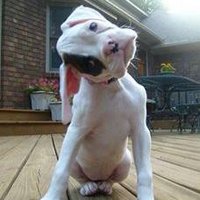 Deborah Walker (@debcwalker) 's Twitter Profile