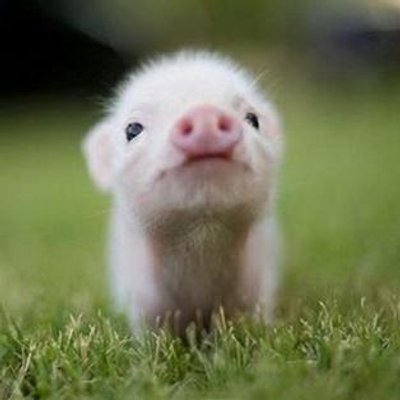 かわいい動物赤ちゃん Animalbaby Bot Twitter