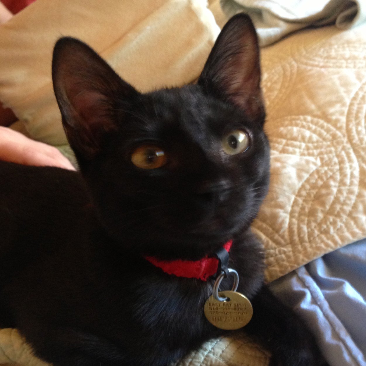 Hi! My name is Satchel and I iz an adorable black cat! I love helping my hoomans by sleeping on their computer and laying on the newspaper when they try to read