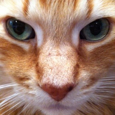 Shecat, Mate: @TheForgivenCat . Personality: Modest, shy, loud, playful, goofy, silly, aggressive, protective, understanding, forgiving, clever, kind, caring.