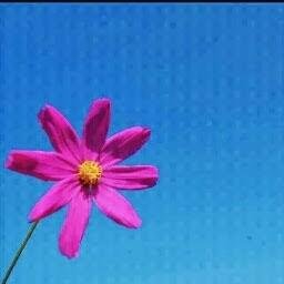 csshin117's profile picture. 资源尽在👉https://t.co/njcDEDdhHm