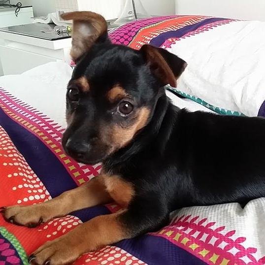 CheekyDiesel's profile picture. I'm only 13 weeks & still cry when I'm alone. Daddy said Mum should take maternity leave to look after me. So Mummy @AniaAquino is now an #entreprenuer