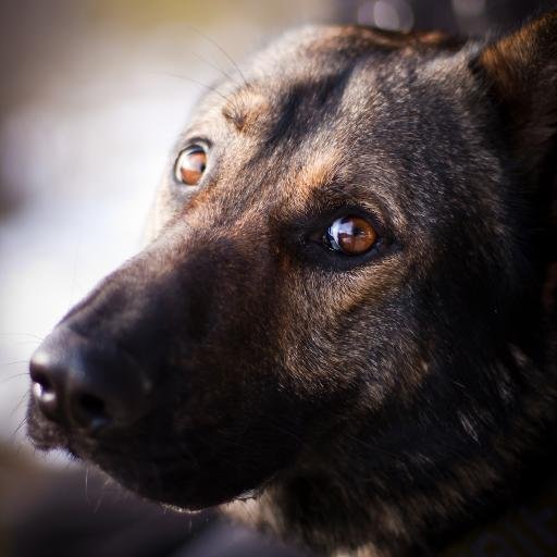 501(c)(3) nonprofit raising funds to purchase dogs, vests, training, and equipment for police K9 units in Washington and Idaho.
