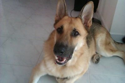 GenkiRob's profile picture. I like to spend alot of time on my computer, and stumbling across things, its fun. Oh and i also live in singapore. Not johore ! haha