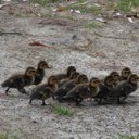 Sue Drake - @SueDrake11 - Twitter