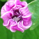 Lori Painter - @lrpainter - Twitter