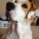 Julie Ingham - @julie_bird86 - Twitter