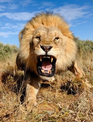 La única bestia que habita la Tierra es el ser humano.
Frases e imágenes sobre los seres más nobles de nuestro mundo: los animales.