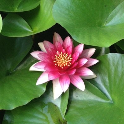 lynner72's profile picture. mom, wife, daughter, sister, friend, teacher. lover of Tragically Hip music 💜