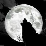 wulfdane's profile picture. I’m alive.