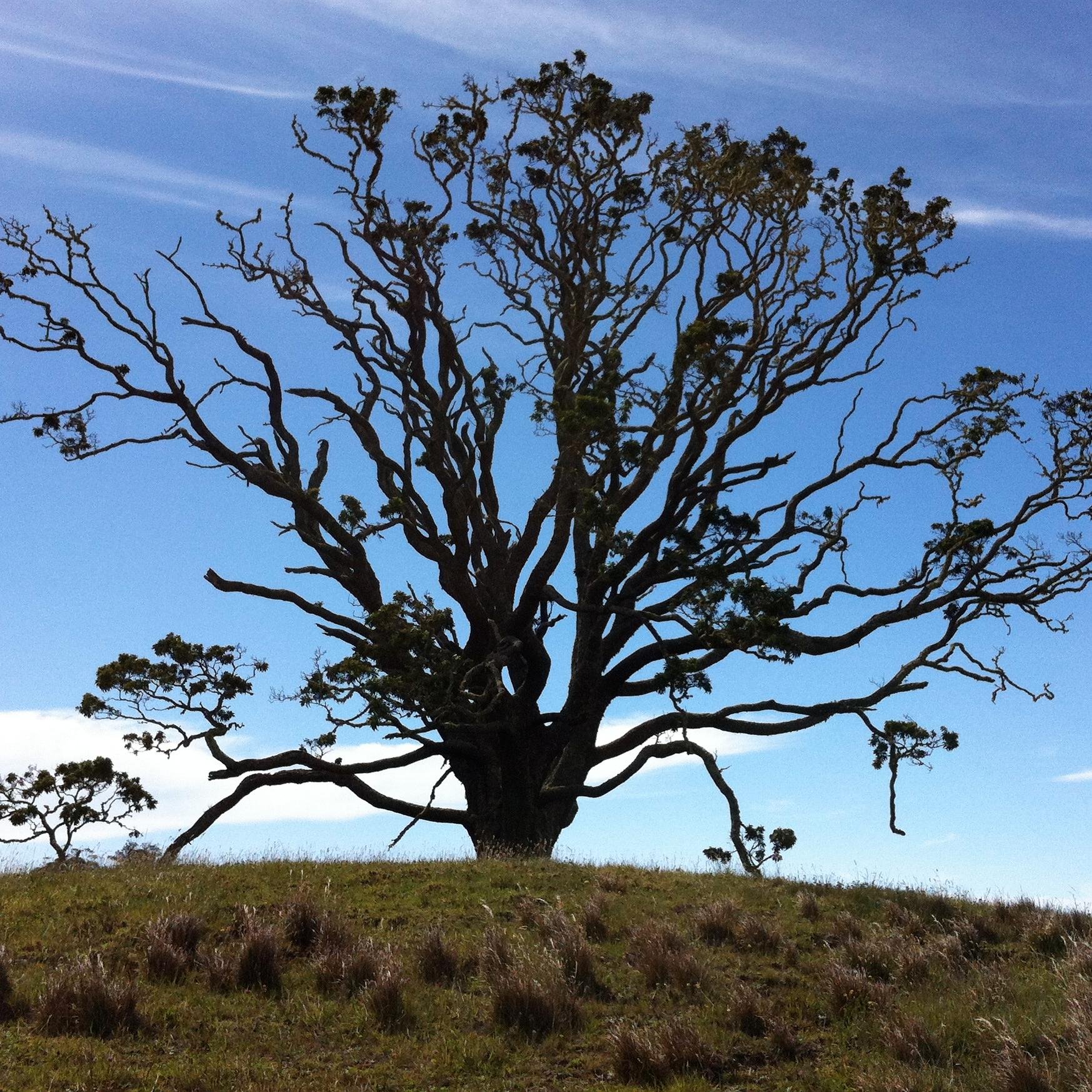 Rebuilding Hawai’i and it’s endemic ecosystems by reforestation and the development reforestation technology for the world.