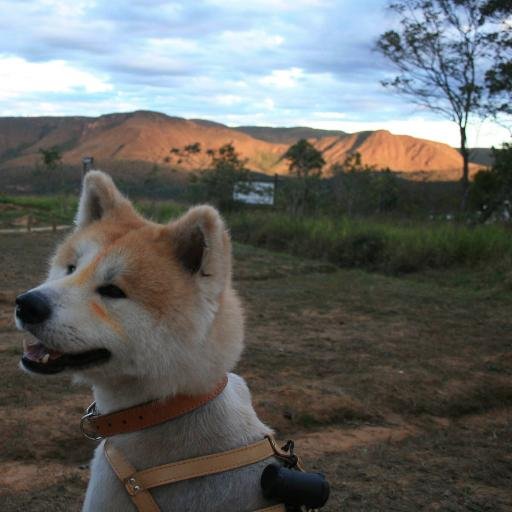 _monica_ramos's profile picture. Oi, eu sou o Logan, um Akita Inu que nasceu lá em Minas Gerais mas viajo que só, capaz de um dia ocê me ver por aí :)