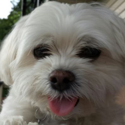 Independent thinker, free speech advocate, humanitarian, lover of nature. And dogs.