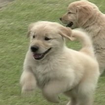 犬は喜び庭駆け回る