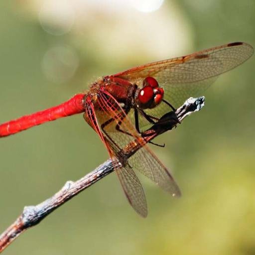 InessaWilliams's profile picture. 